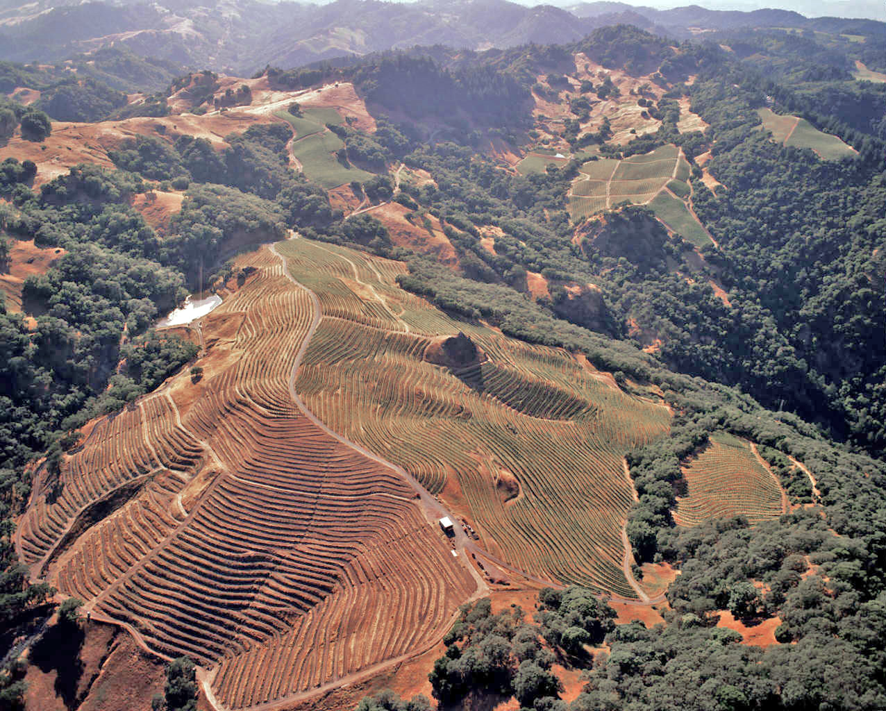 Cain Vineyard, Spring Mountain District, Napa Valley