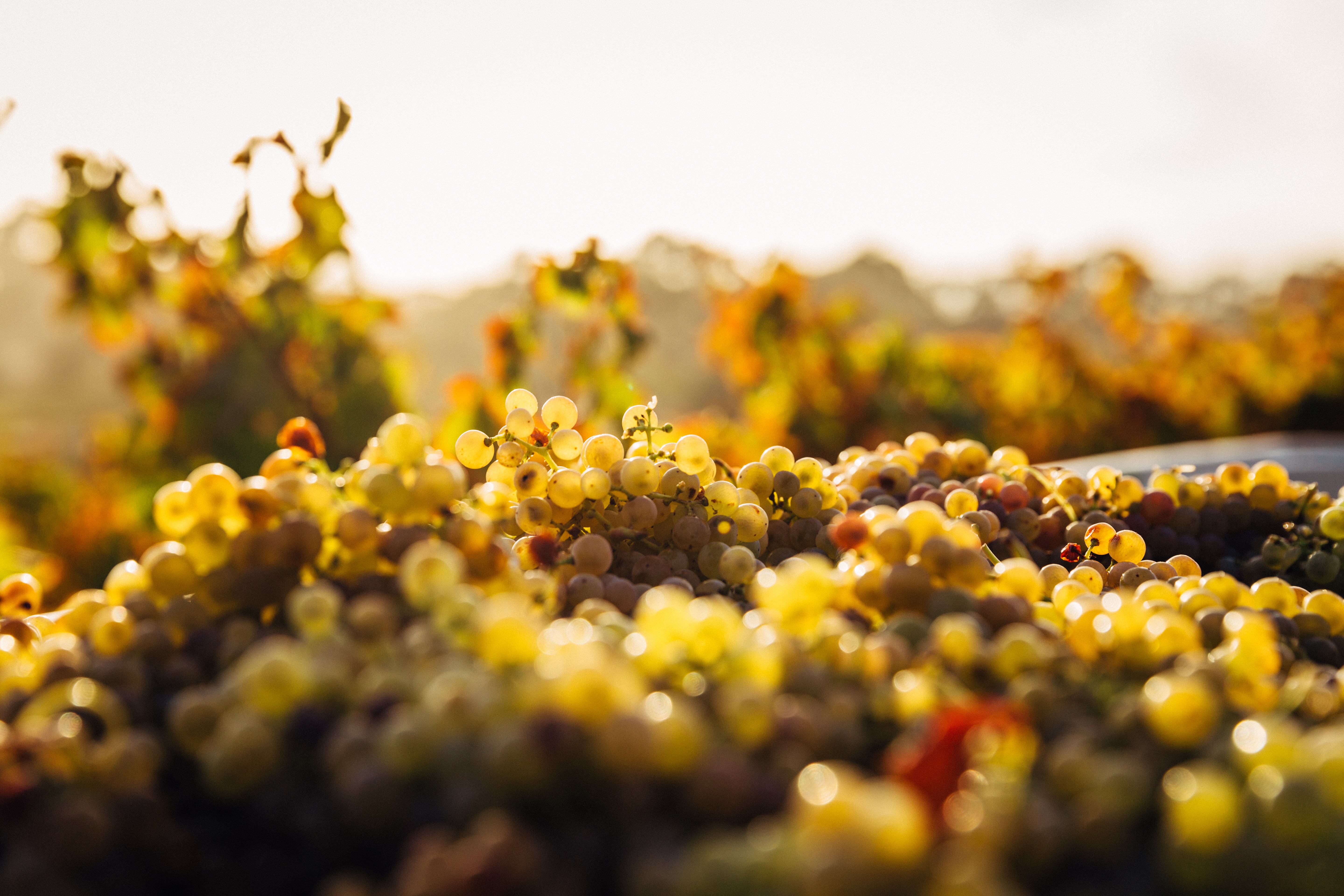 Grapes on the vine