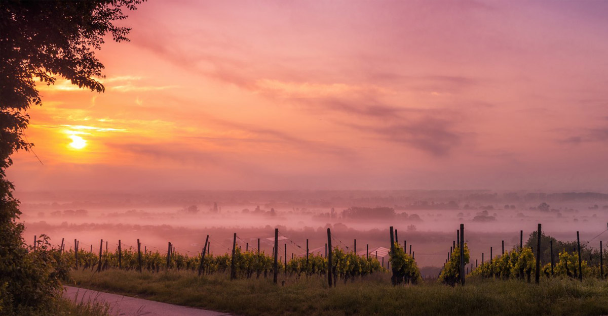 Another beautiful vineyard at sunset