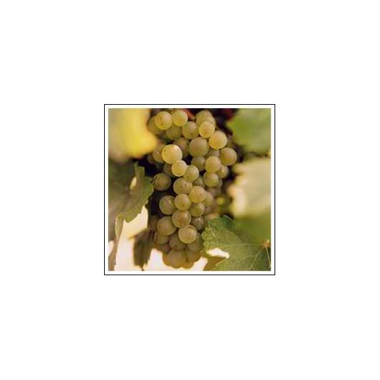 Bernard Fouquet, Domaine des Aubuisieres