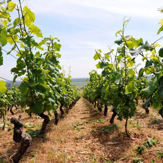 Domaine Chofflet-Valdenaire