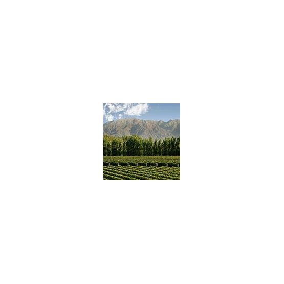 Maipe Vineyard Image