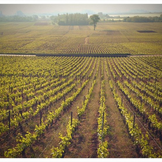 vineyard