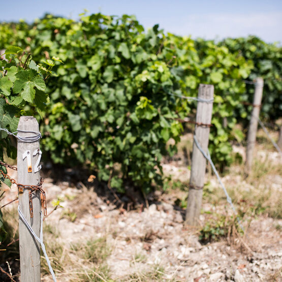 vacheron vineyards
