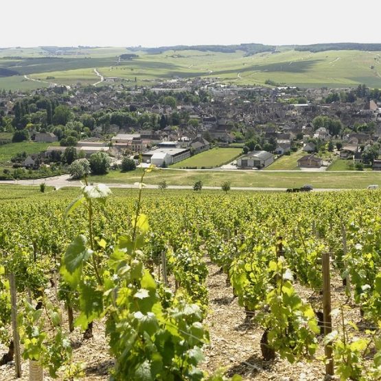 vineyard